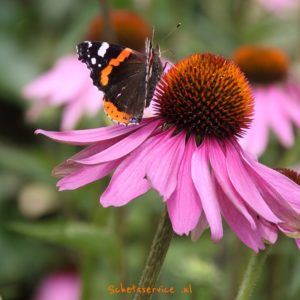 Echinacea purpurea - Rode zonnehoed Roze vaste plant met roze bloemen