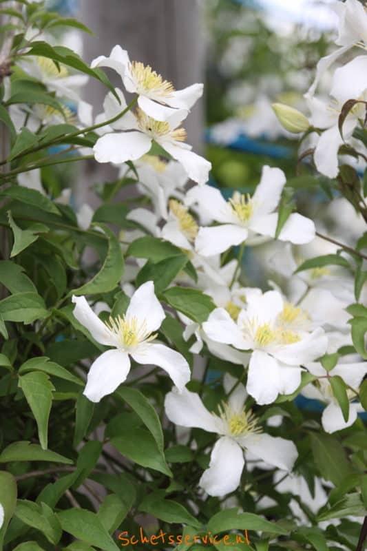 Bosrank (Clematis montana 'Alba') witte klimplant bloemen