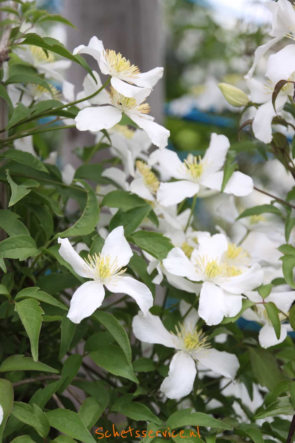 Bosrank (Clematis montana 'Alba')-image