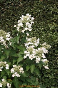 Pluimhortensia (Hydrangea White Lady)-image