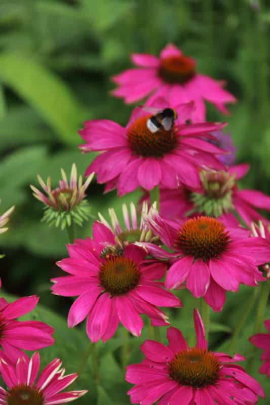 Echinacea 'Pink Passion' - Rode zonnehoed