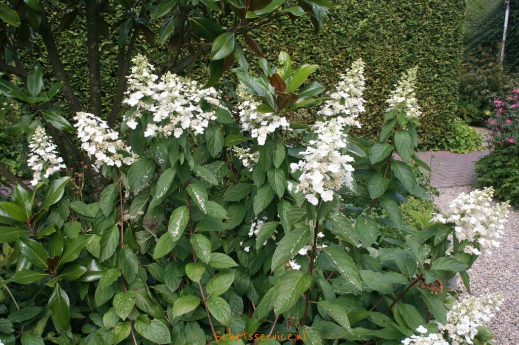 H. paniculata 'Unique