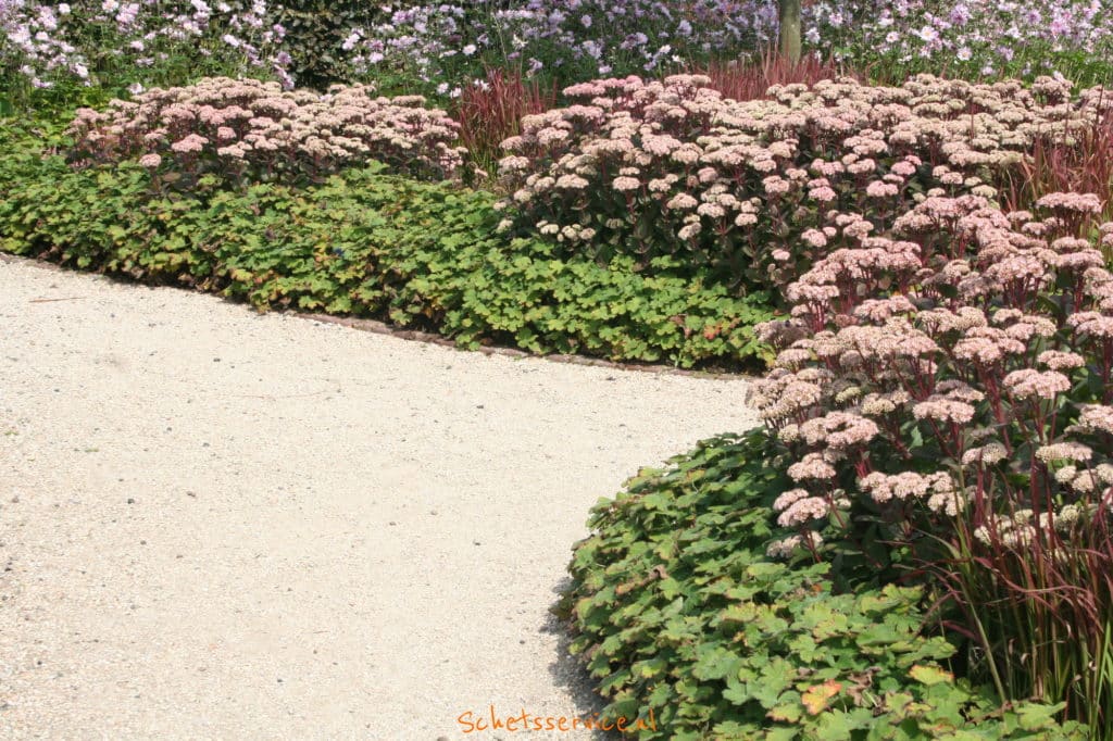 Vetkruid (Sedum Matrona)