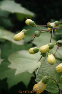 Japanse wasbloem (Kirengeshoma palmata)