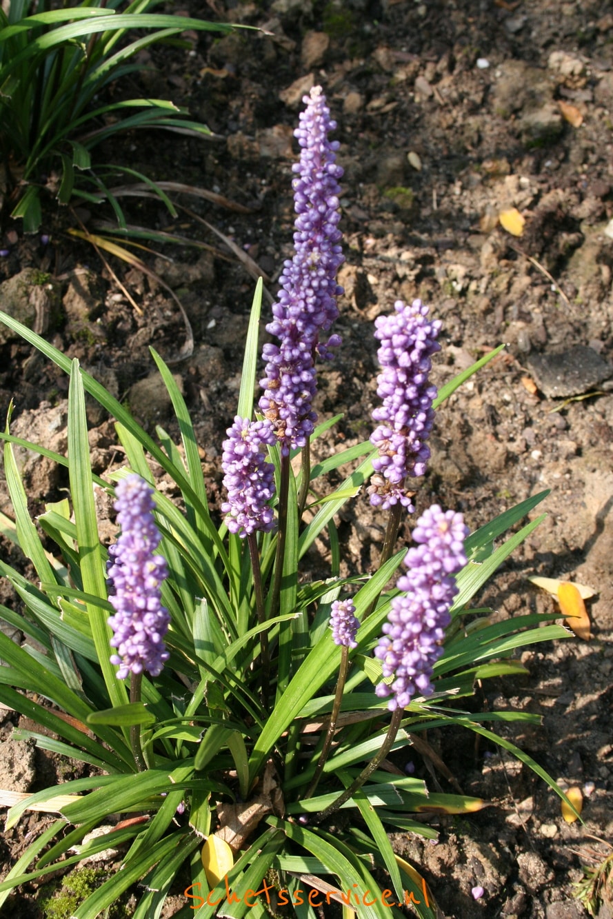 Leliegras (Liriope muscari 'Moneymaker)-image