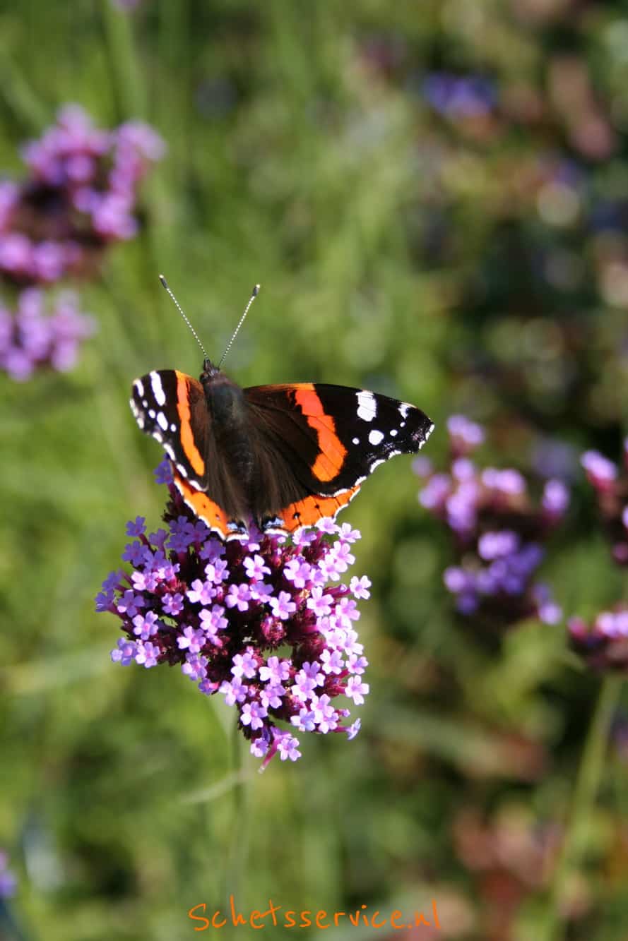 IJzerhard (Verbena bonariensis)-image