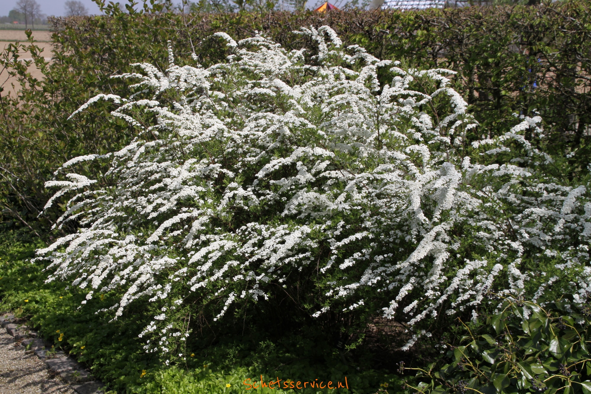 Spierstruik (Spiraea cinerea 'Grefsheim')-image