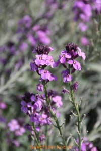 Muurbloem (Erysimum Bowles Mauve)