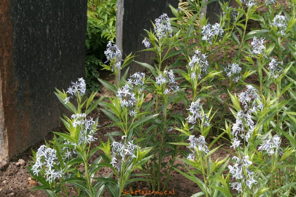 Amsonia tabernaemontana salicifolia - Stermaagdenpalm, blauwe ster