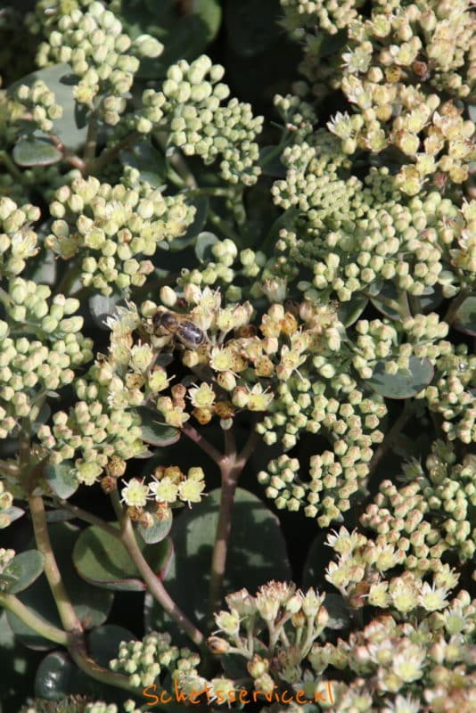 Hemelsleutel (Sedum telephium 'Marina') wit vetkruid