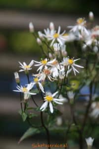 Herftstaster (Aster divaricatus) Sneeuwsteraster