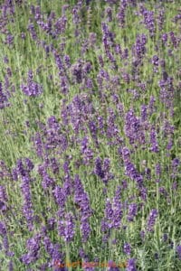 Lavendel (Lavandula angustifolia Munstead)-image