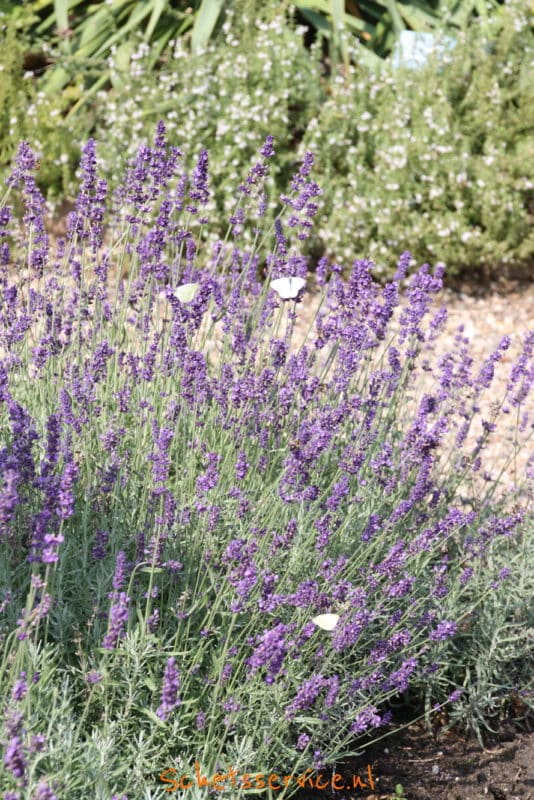 Lavendel (Lavandula angustifolia Munstead)