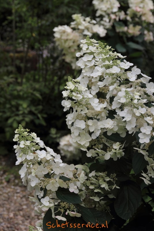 Pluimhortensia (Hydrangea paniculata 'Unique')-image