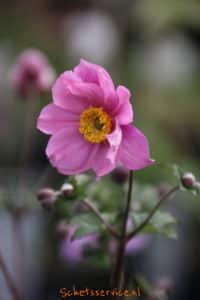 Herfstanemoon (Anemone hybrida Serenade)-image