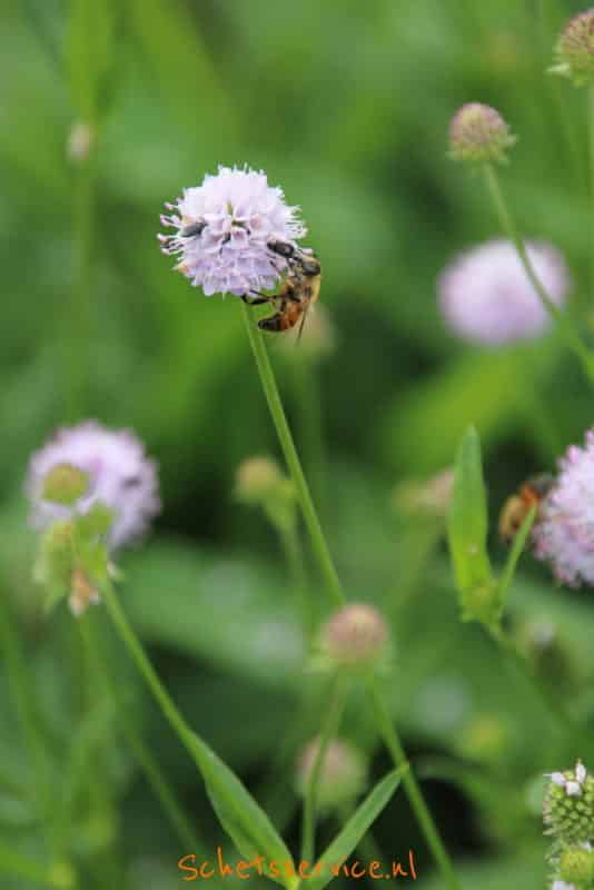 Blauwe knoop (Succisa pratensis)