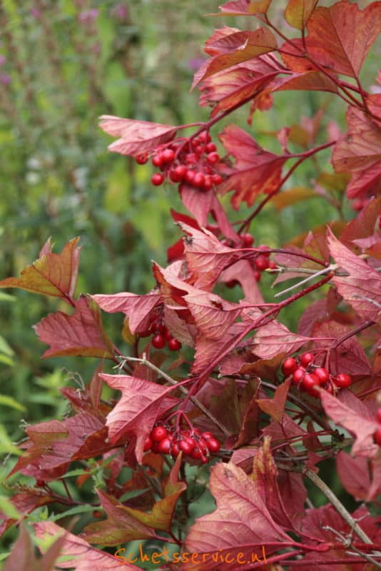 Amerikaanse Sneeuwbal (Viburnum  Alfredo)