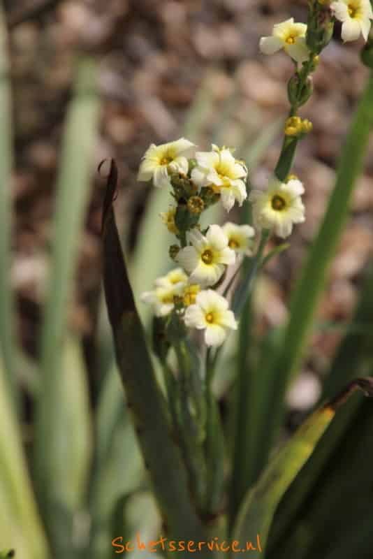 Bieslelie (Sisyrinchium striatum)