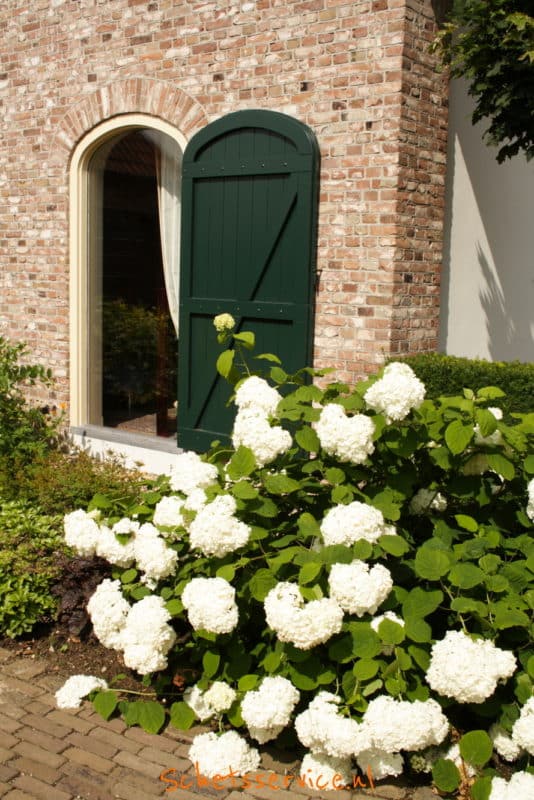 Hydrangea arborescens 'Annabelle' - Bolhortensia, hortensia 'Annabelle'