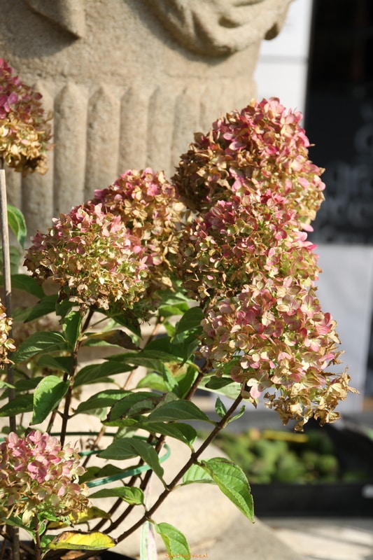 Pluimhortensia (Hydrangea paniculata 'Little Lime')-image