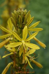 Jonkerlelie (Asphodeline lutea)