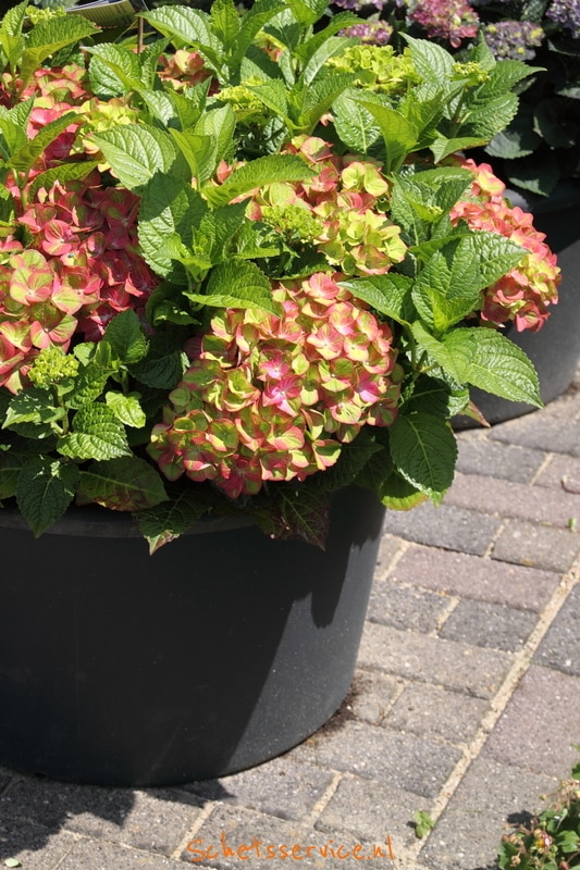 Boerenhortensia (Hydrangea macrophylla 'Green Fire')-image