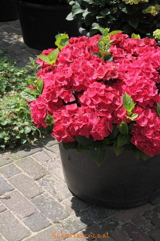 Hydrangea macrophylla 'Sapphire' - Hortensia