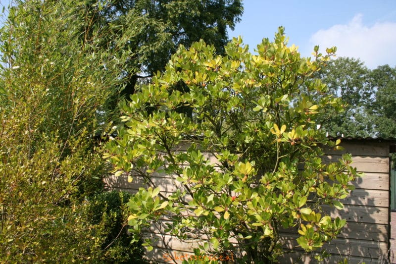 Aardbeiboom (Arbutus unedo 'Compacta')-image