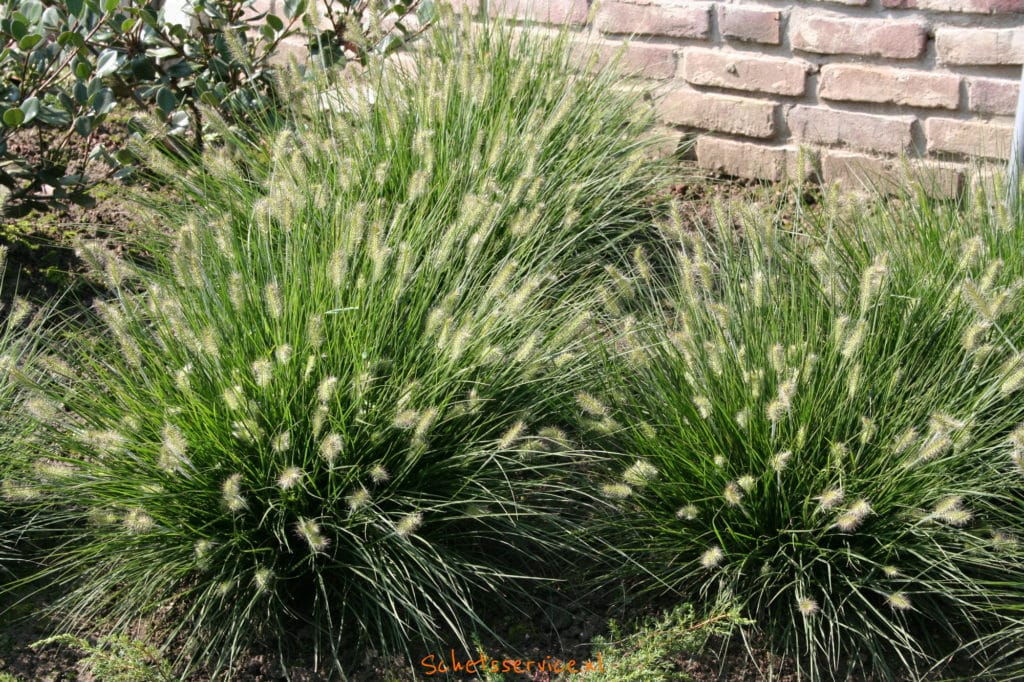 Lampenpoetsersgras (Pennisetum Little Bunny)