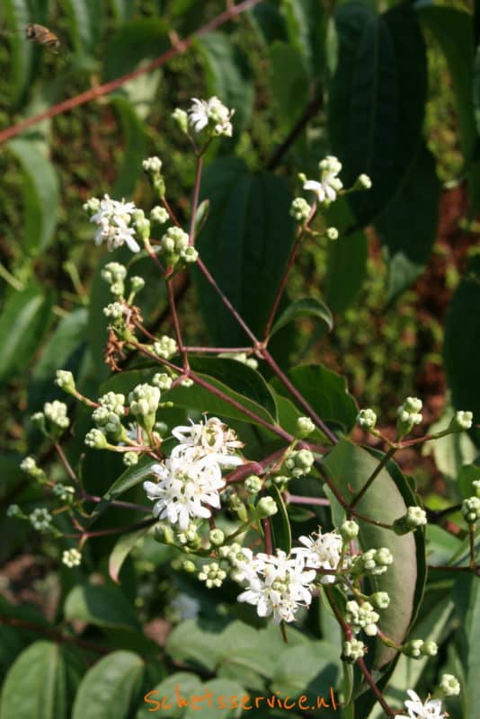 Zevenzonenboom (Heptacodium miconioides)