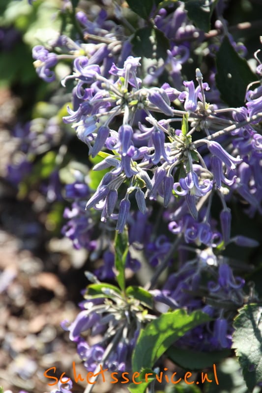 Struikclematis (Clematis heracleifolia 'Blue Dwarf')-image