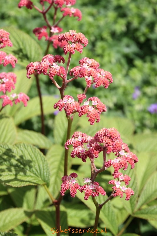 Kijkblad (Rodgersia pinnata 'Elegans')-image