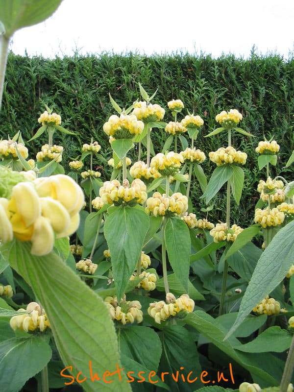 Phlomis russeliana - Brandkruid, etagebloem