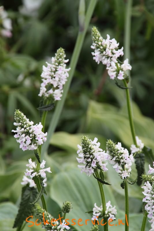 Betonie (Betonica officinalis 'Alba')-image