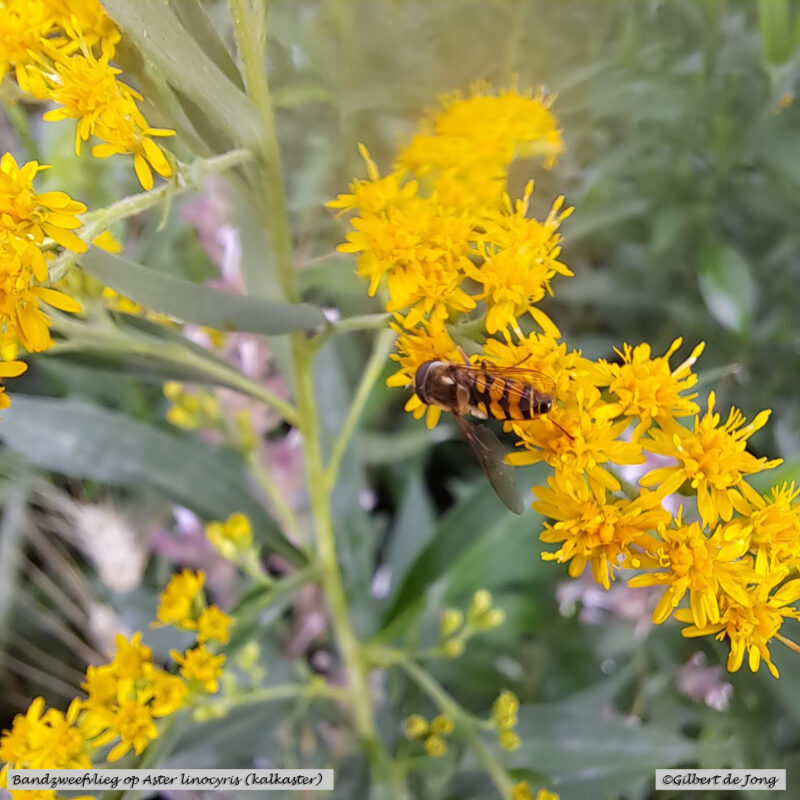 Insectvriendelijke tuin