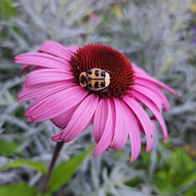 Insectenvriendelijke tuin