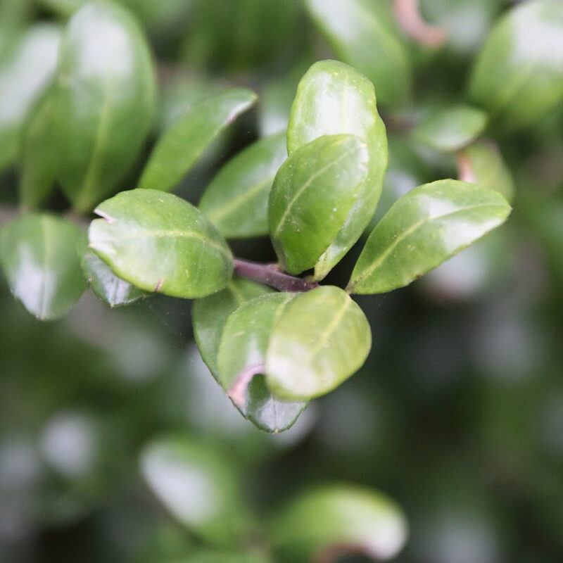 Japanse hulst (Ilex Convexa)