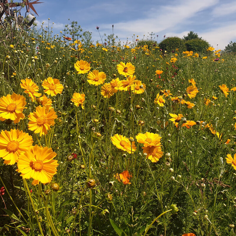 Prairietuin