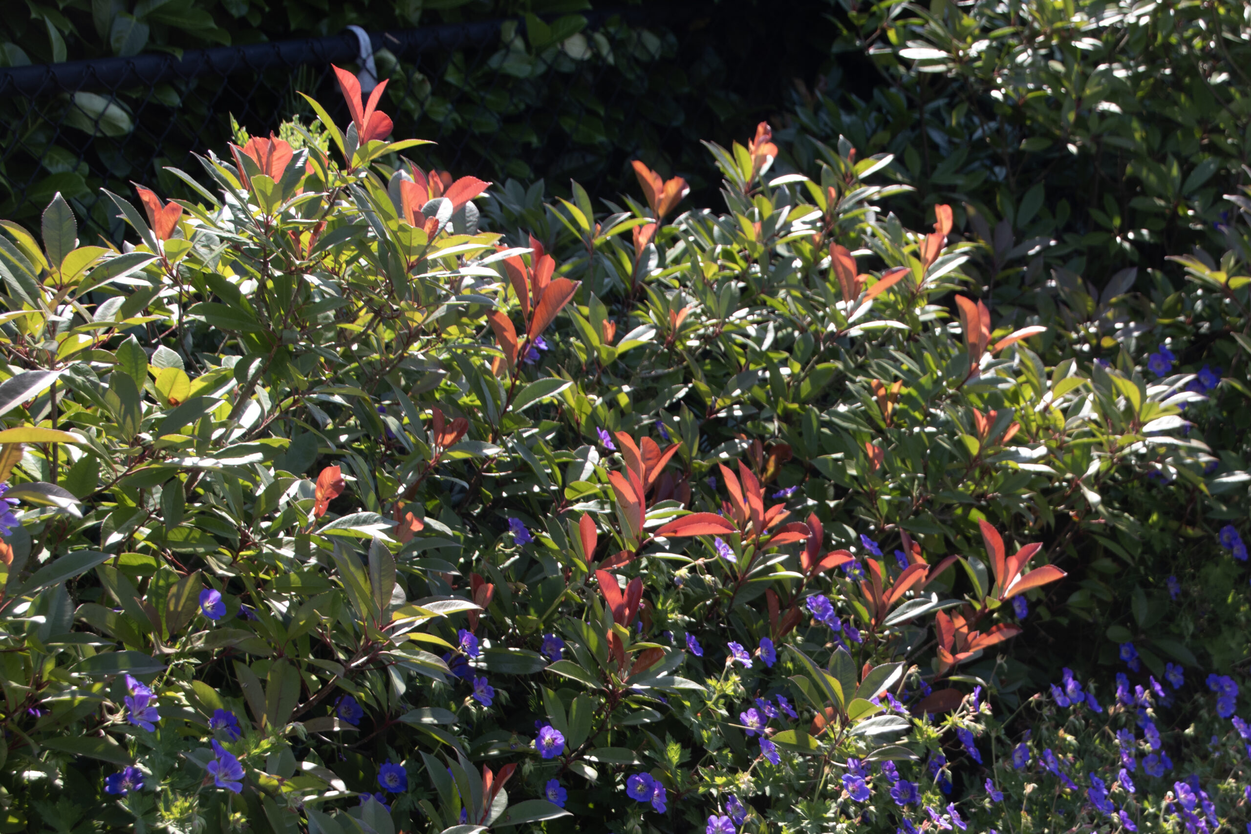 Glansmispel (Photinia 'Red Robin')-image