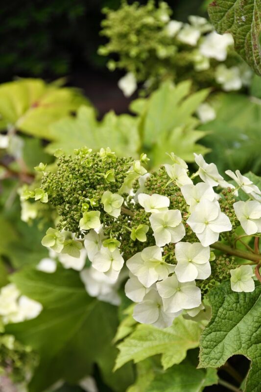 Voorbeeld eikenbladhortensia