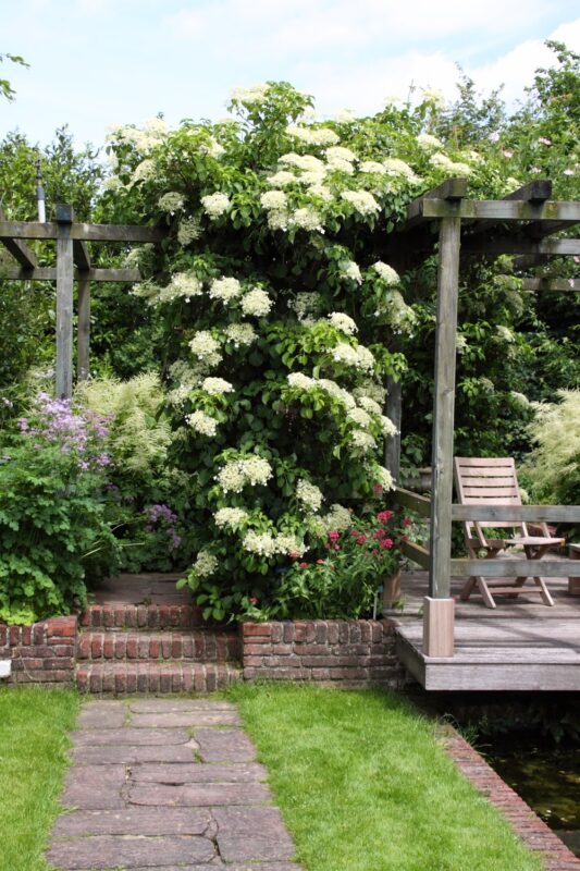 Klimhortensia Hydrangea petiolaris